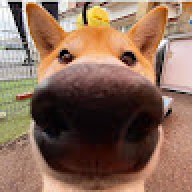 zygardoge